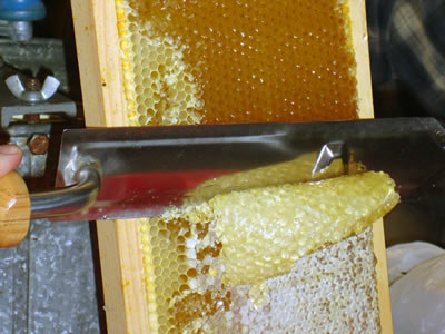 Swarmbustin Honey